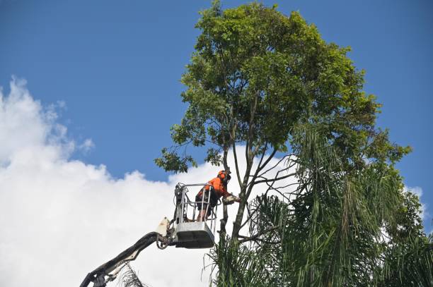 Best Lawn Disease Treatment  in Miramar Beach, FL
